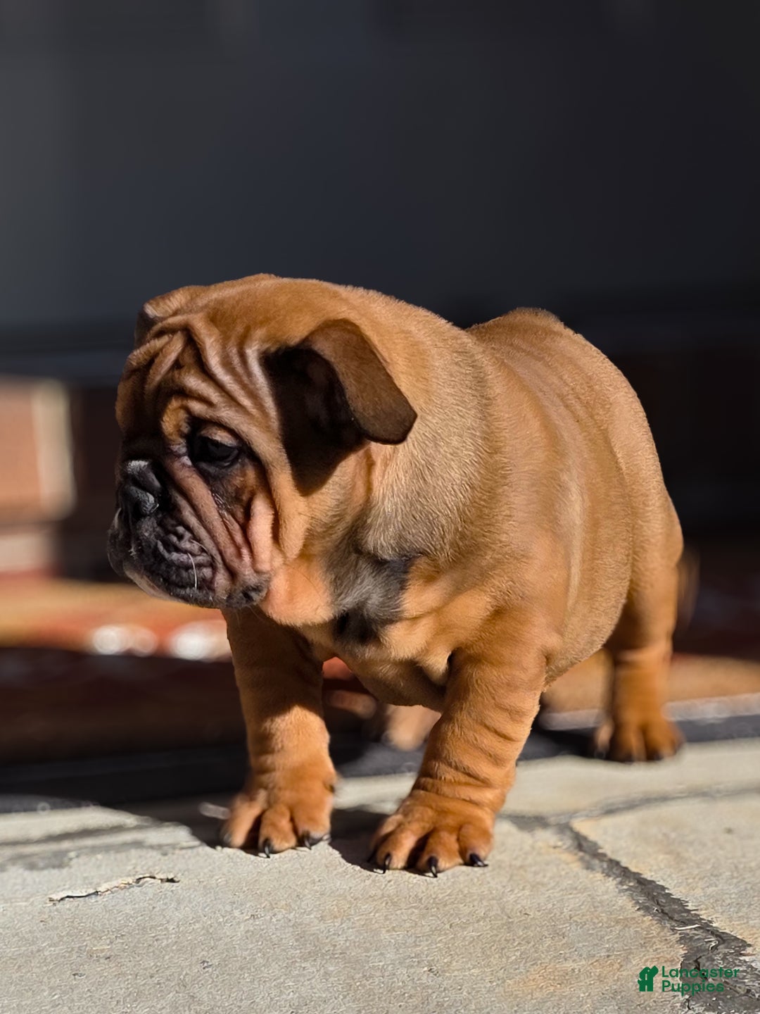English Bulldog dogs for sale: Muffin - Ad 1
