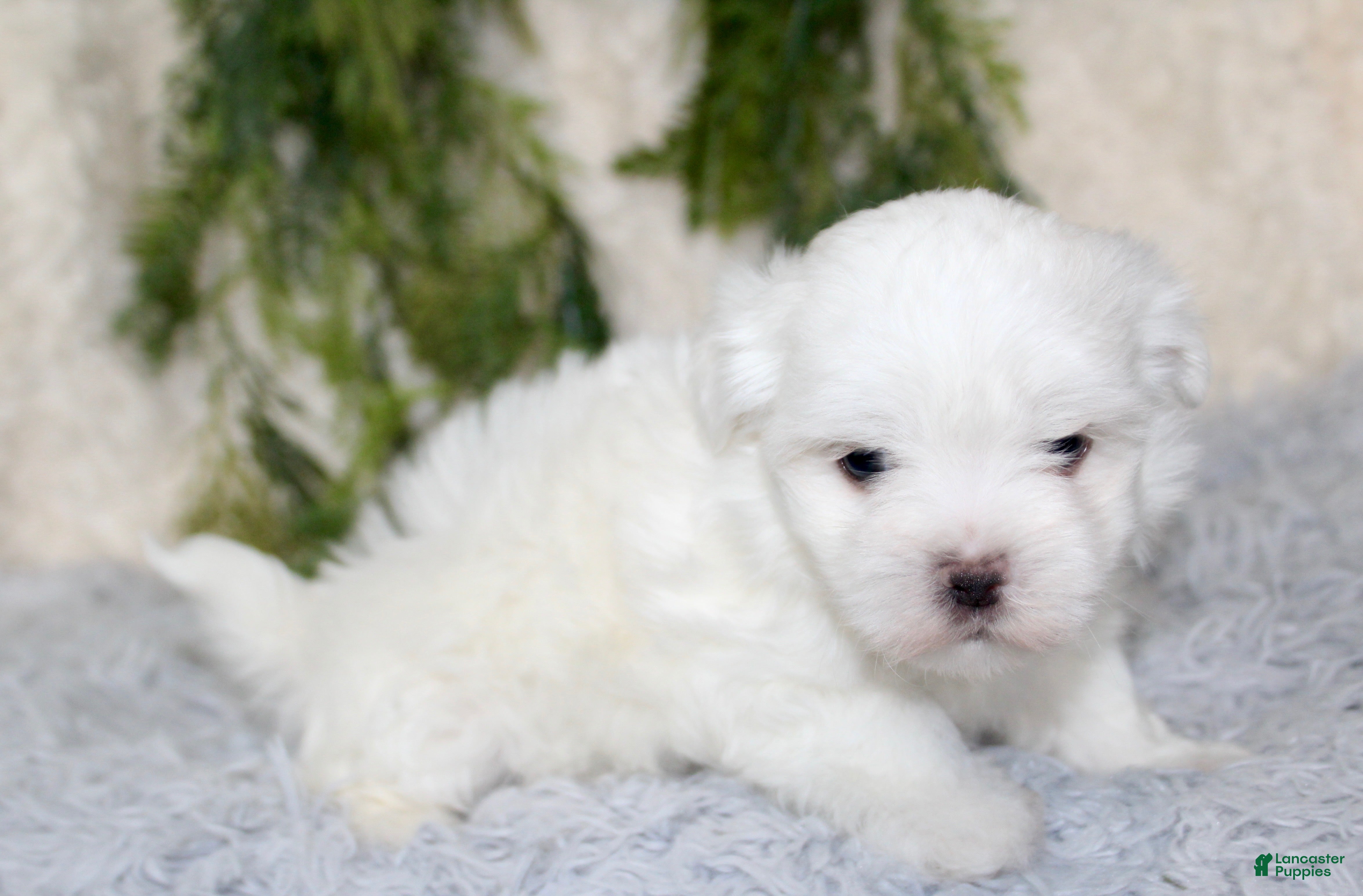 Maltese dogs Puppy 2 - Ad 12
