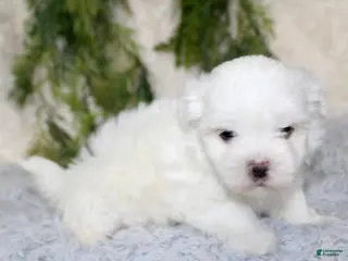 Maltese dogs Puppy 2 - Ad 14