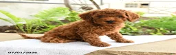 Miniature Poodle dogs for sale: Friendly - Ad 5