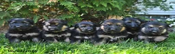 German Shepherd dogs for sale: Nova - Ad 3