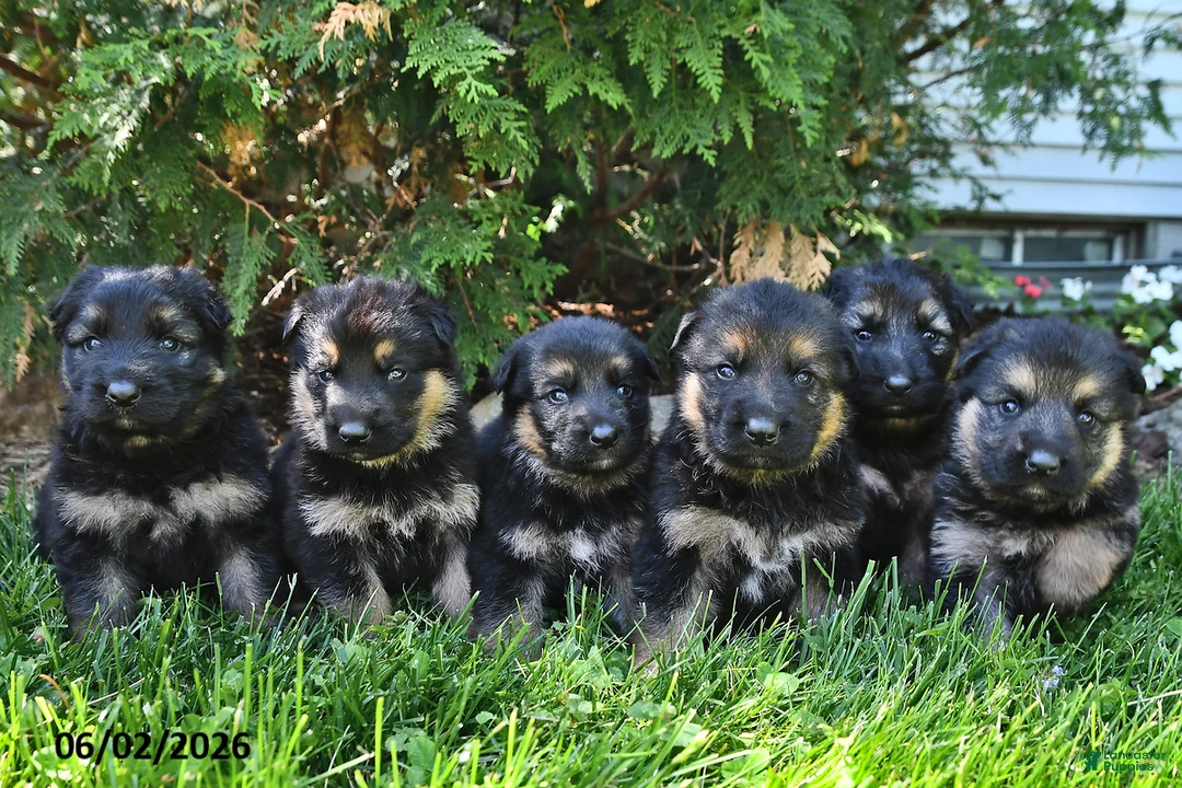 German Shepherd dogs for sale: Nova - Ad 3