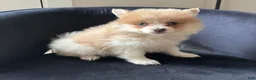 Pomeranian dogs for sale: Shelly - Ad 5