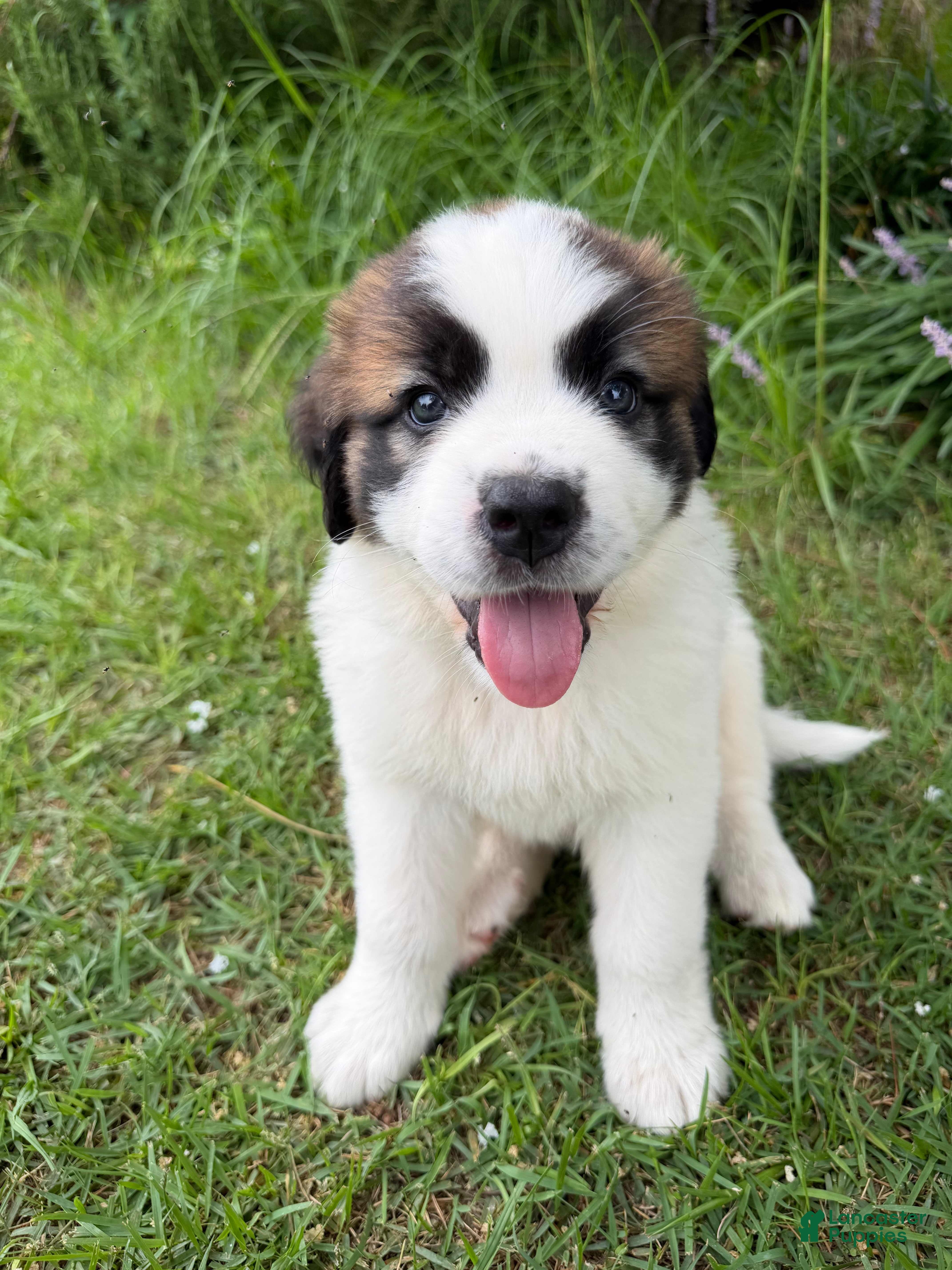 Mixed Breed dogs Saint Bernard Pyrenees mix Puppy 6 - Ad 29