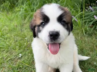 Mixed Breed dogs Saint Bernard Pyrenees mix Puppy 6 - Ad 38