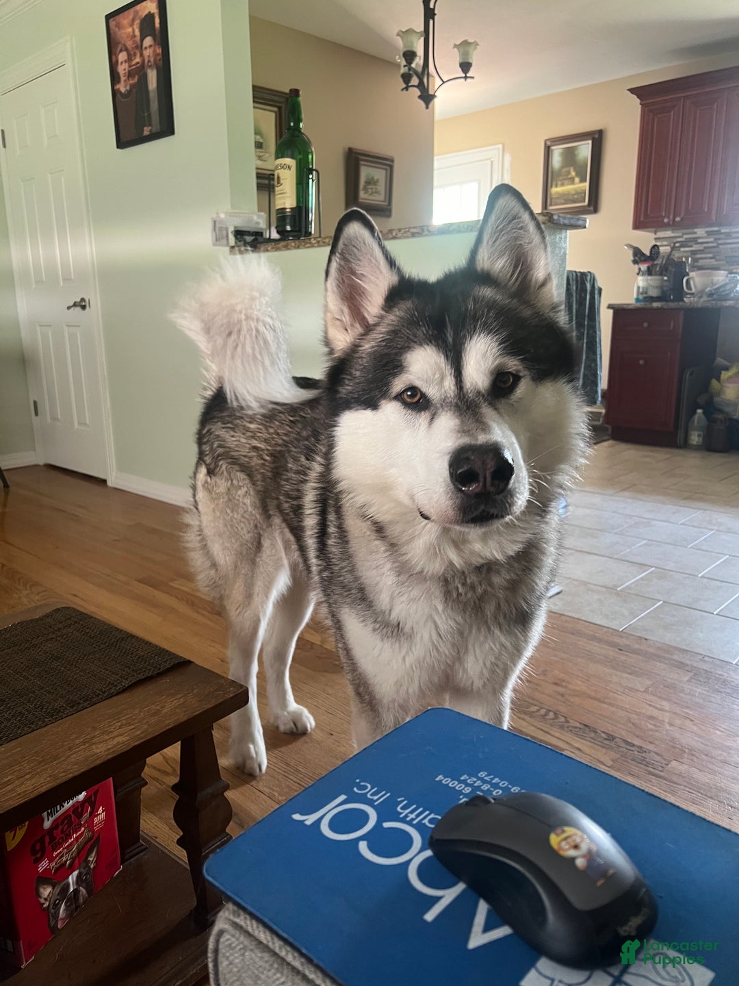 Alaskan Malamute dogs for sale: Alaskan Malamute Puppy 2 - Ad 6