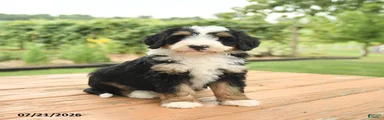 Zena