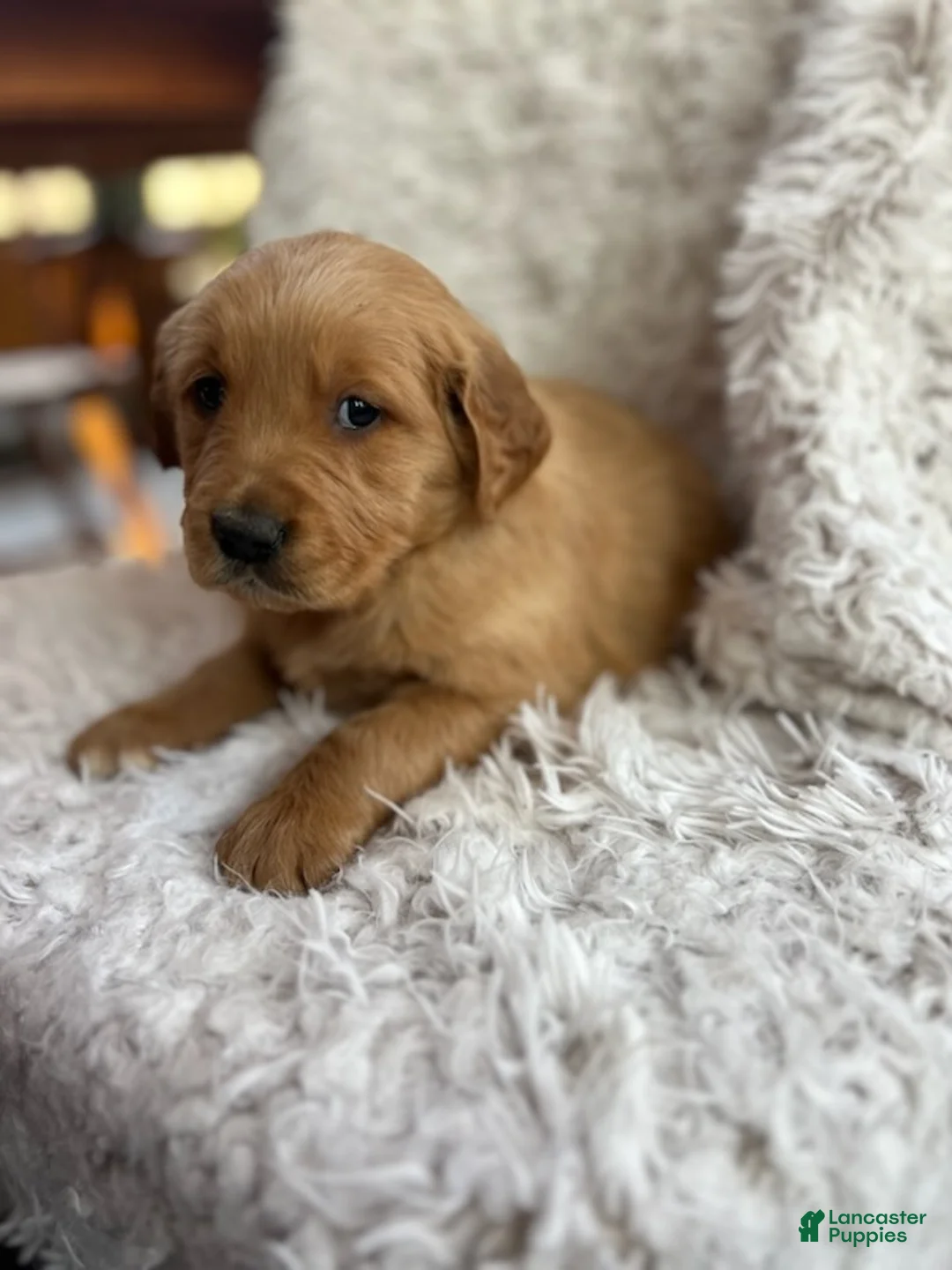 Golden Retriever dogs for sale: Kinsey - Ad 6