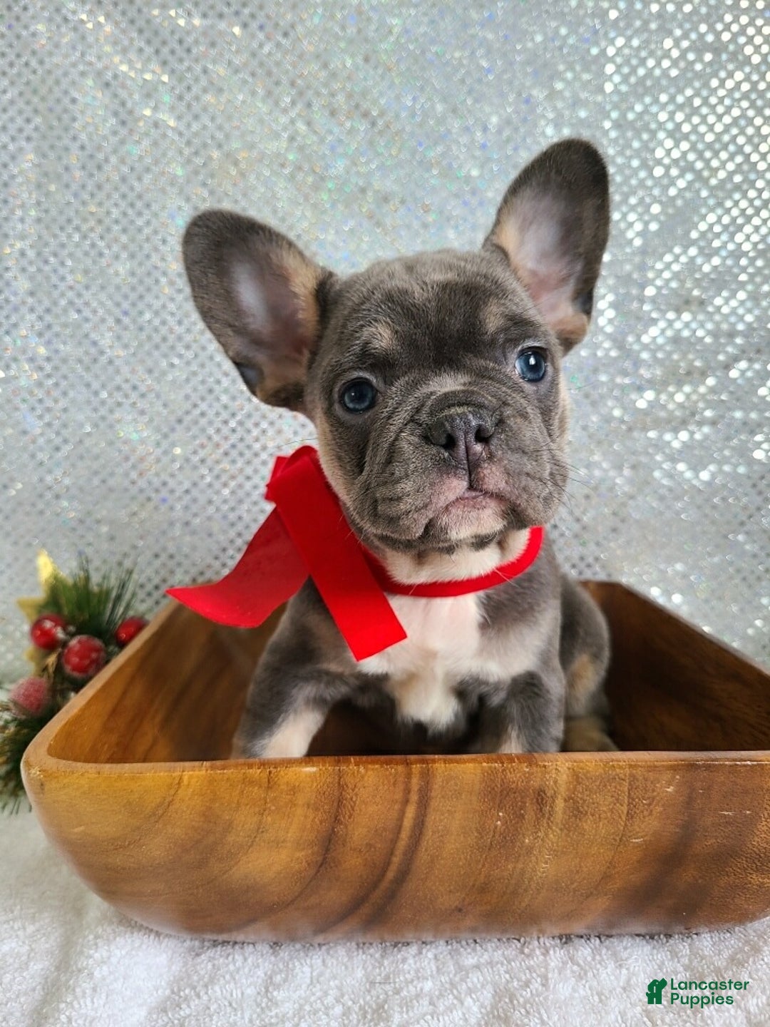 French Bulldog dogs for sale: Candy - Ad 2