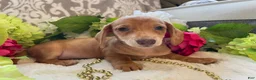 Miniature Dachshund dogs for sale: Daffodil  - Ad 6