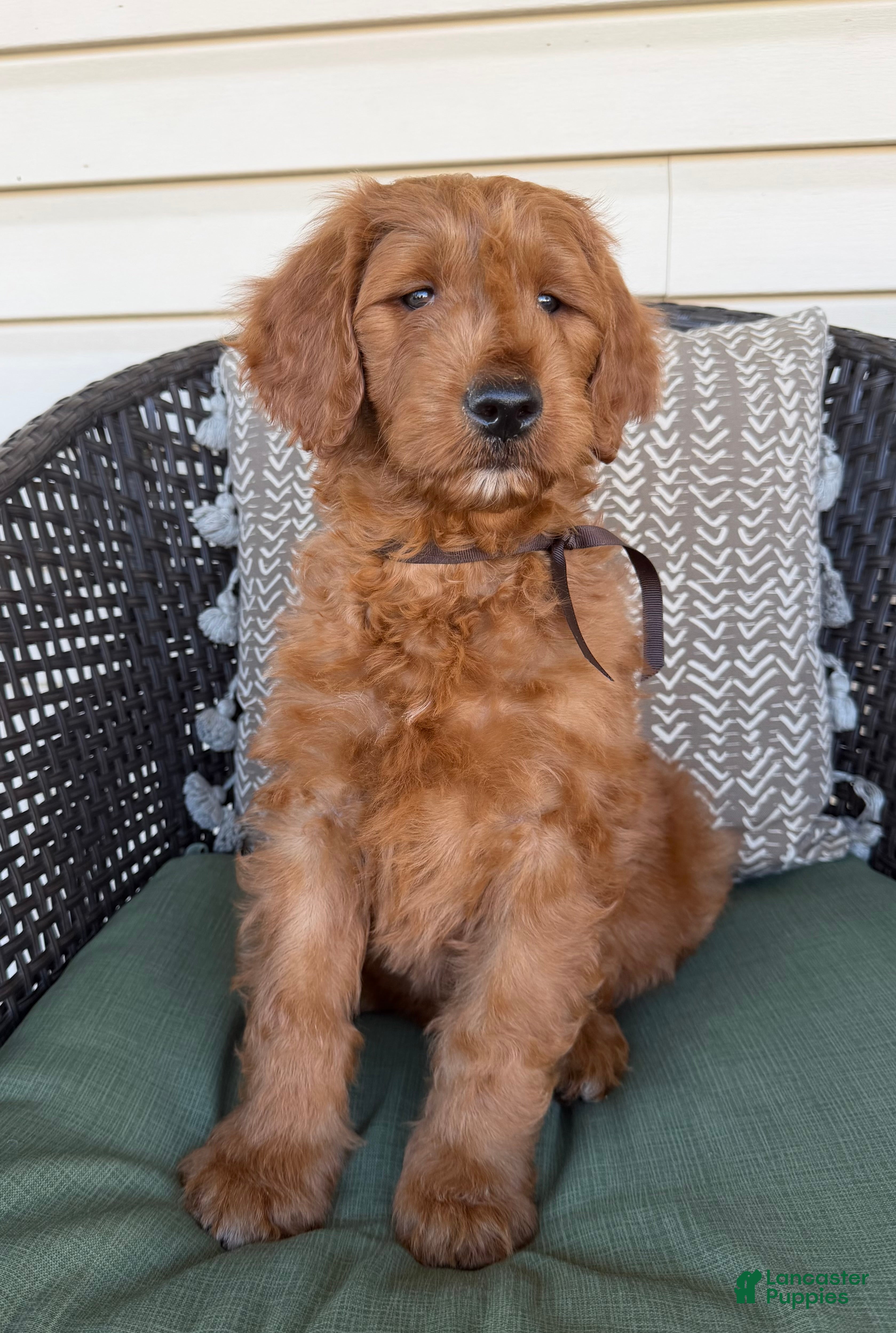 Goldendoodle dogs for sale: PENDING 🐾BANKS  - Ad 2