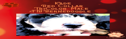 Mini Bernedoodle dogs for sale: Kade “Red Collar” Male - Ad 13