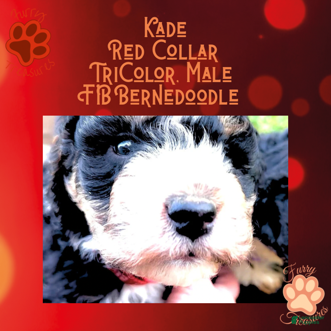 Mini Bernedoodle dogs for sale: Kade “Red Collar” Male - Ad 13