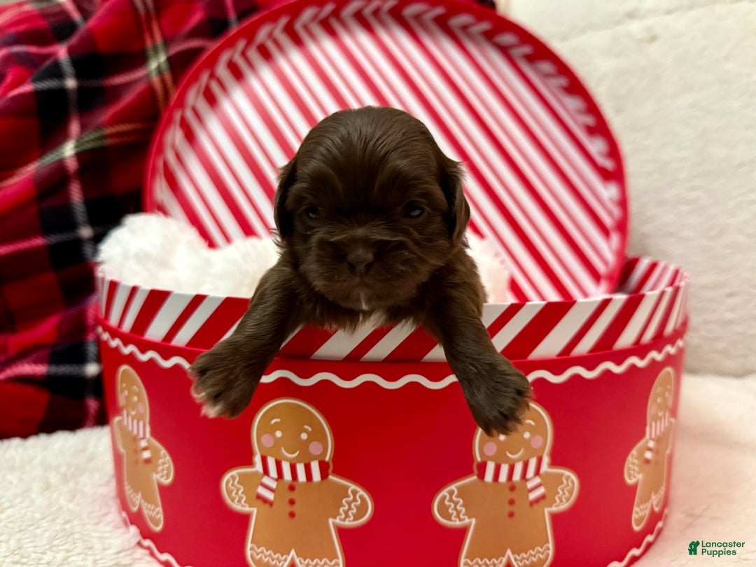 Shihpoo dogs for sale: Mila - Ad 12