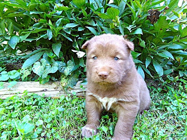 Siberian Husky dogs S7 - Ad 2