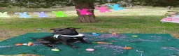 Mixed Breed dogs for sale: Black Lab mix - Ad 5