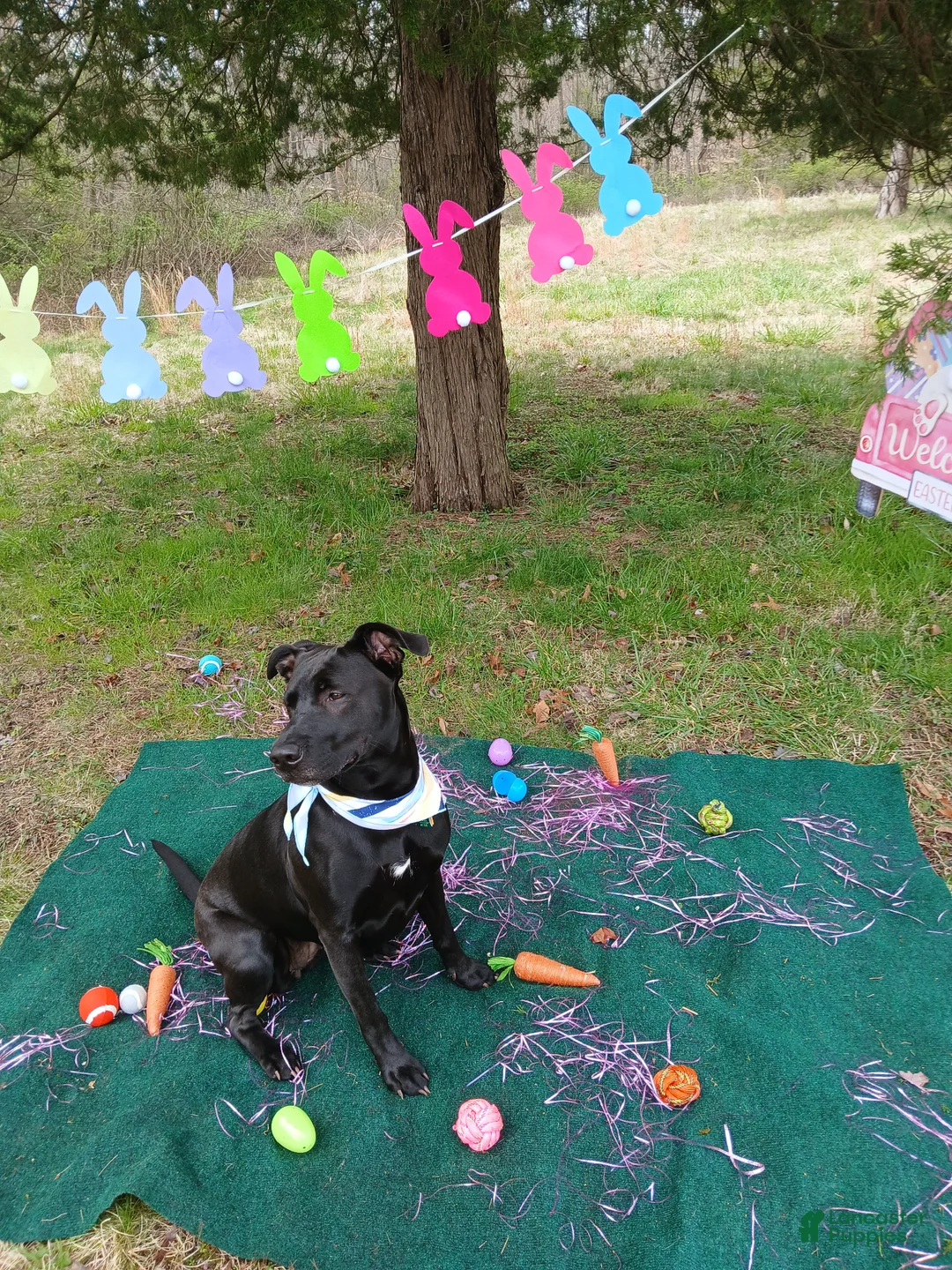 Mixed Breed dogs for sale: Black Lab mix - Ad 5