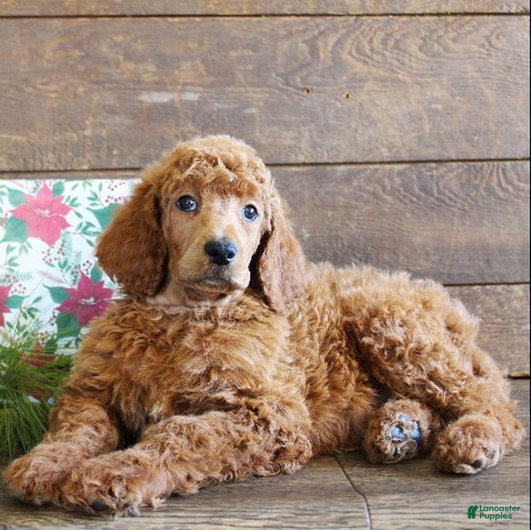 Standard Poodle dogs for sale: Austin - Ad 2
