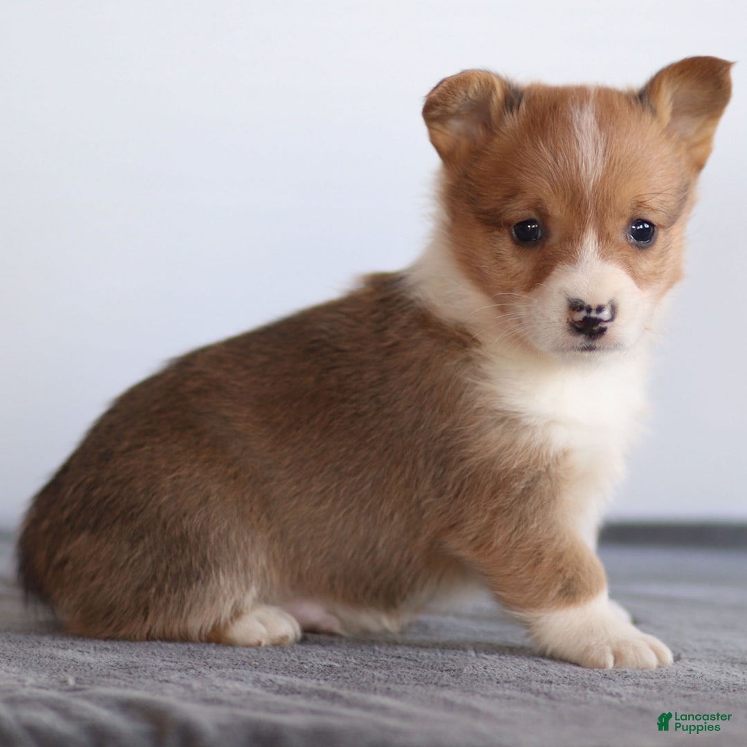 Welsh Corgi Pembroke dogs for sale: Kadin Welsh Corgi Pembroke - Ad 3