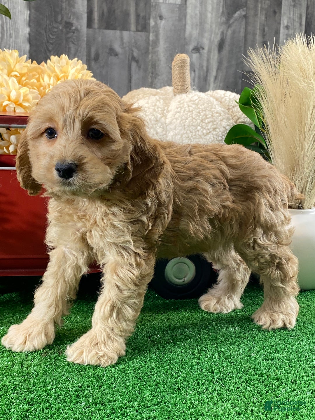 Cockapoo dogs for sale: Nala - Ad 1