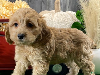 Cockapoo dogs Nala - Ad 38