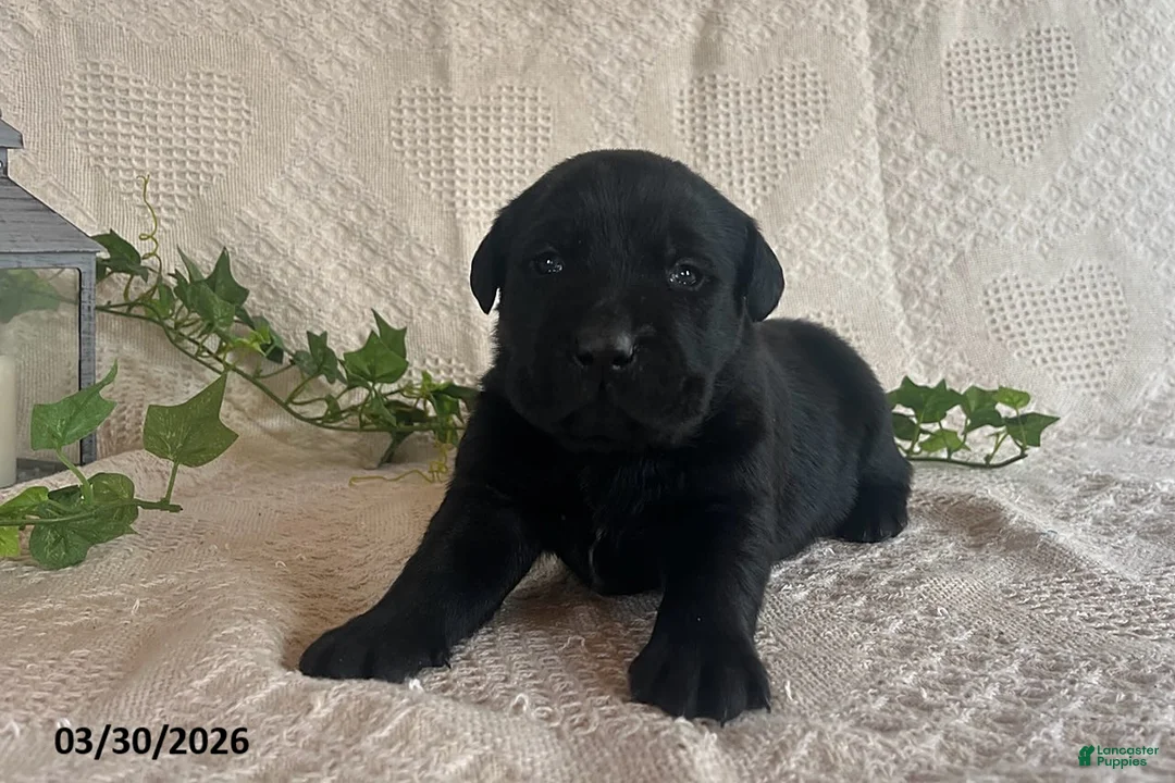 Labrador Retriever dogs for sale: Roxy - Ad 3