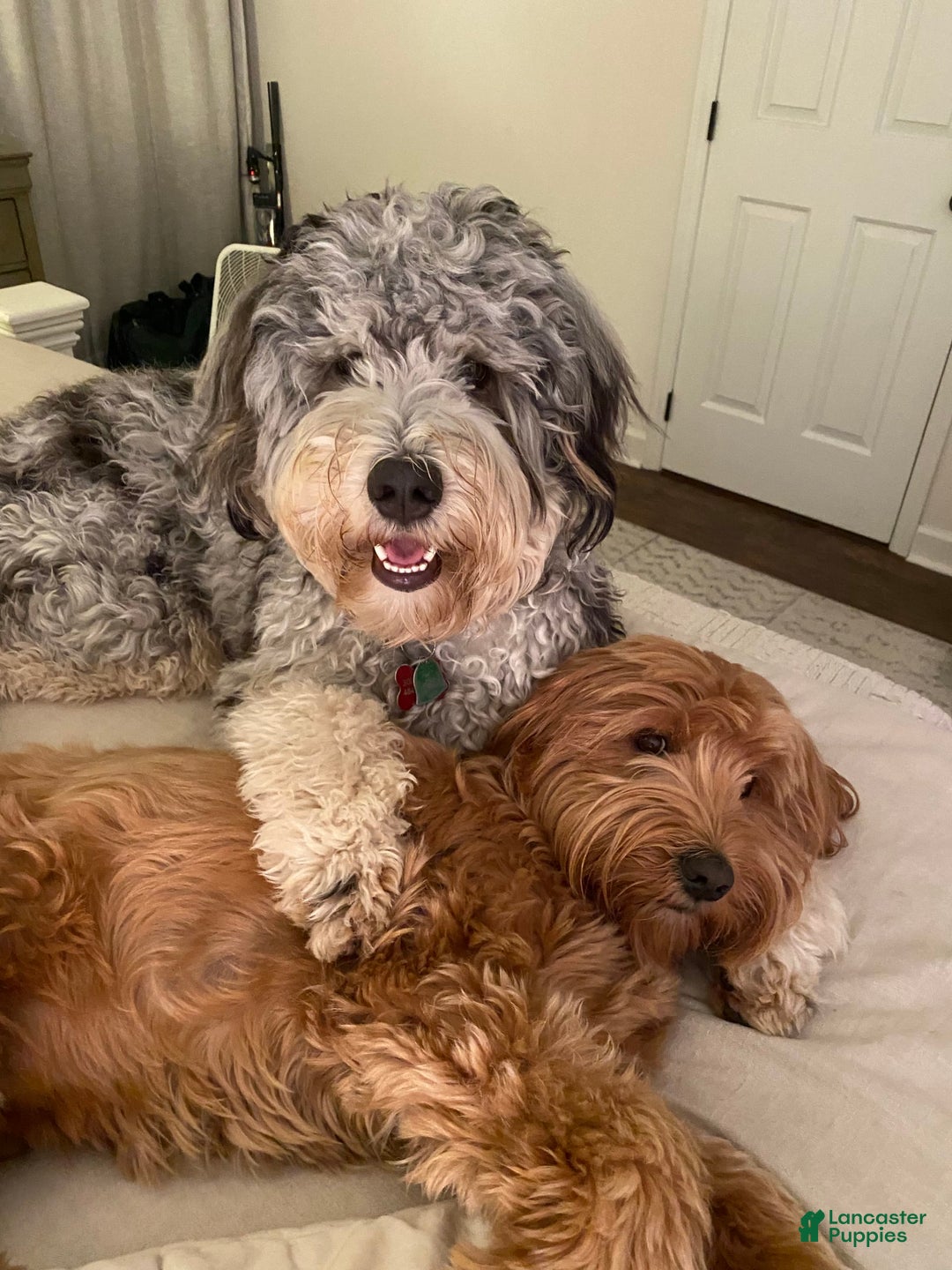 Gallery Image {{count}}