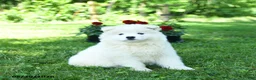 Samoyed dogs for sale: Cloud - Ad 3