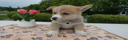 Welsh Corgi Pembroke dogs for sale: Puppy 6 Buddy - Ad 3