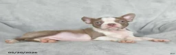 Boston Terrier dogs for sale: Tiffany - Ad 4