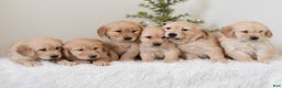 Golden Retriever dogs for sale: Faith  - Ad 6