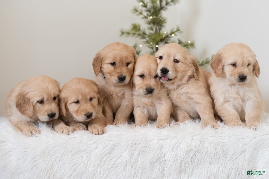 Golden Retriever dogs for sale: Faith  - Ad 6