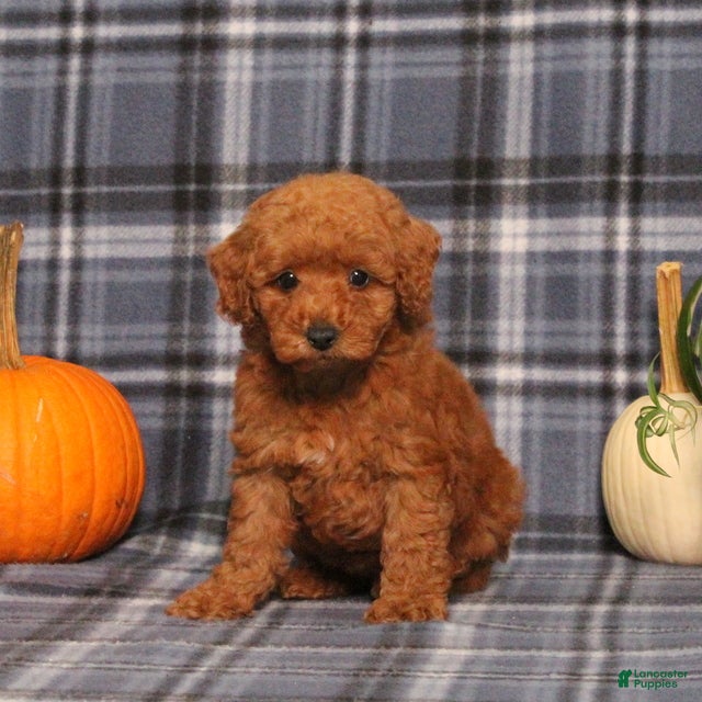 Miniature Poodle dogs Haven - Ad 2