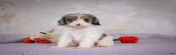 Cavapoo dogs for sale: Coco - Ad 3