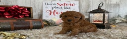 Toy Poodle dogs for sale: Talia - Ad 4