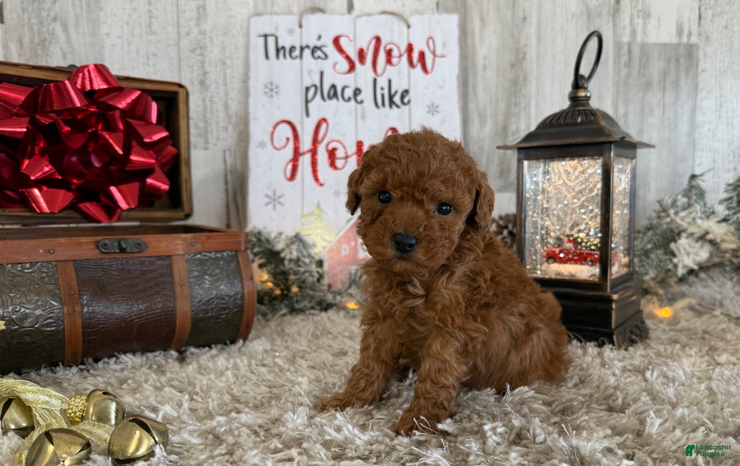 Toy Poodle dogs for sale: Talia - Ad 4