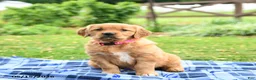 Golden Retriever dogs for sale: Coral - Ad 1