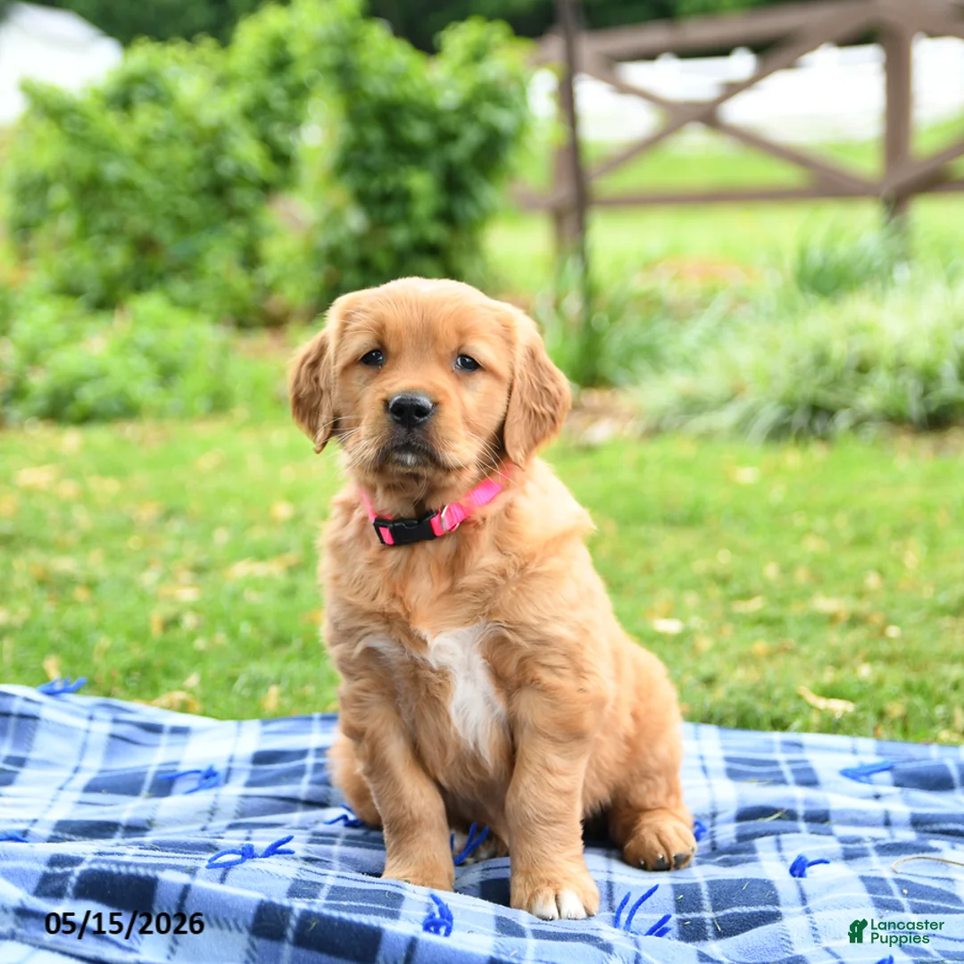 Golden Retriever dogs for sale: Coral - Ad 1
