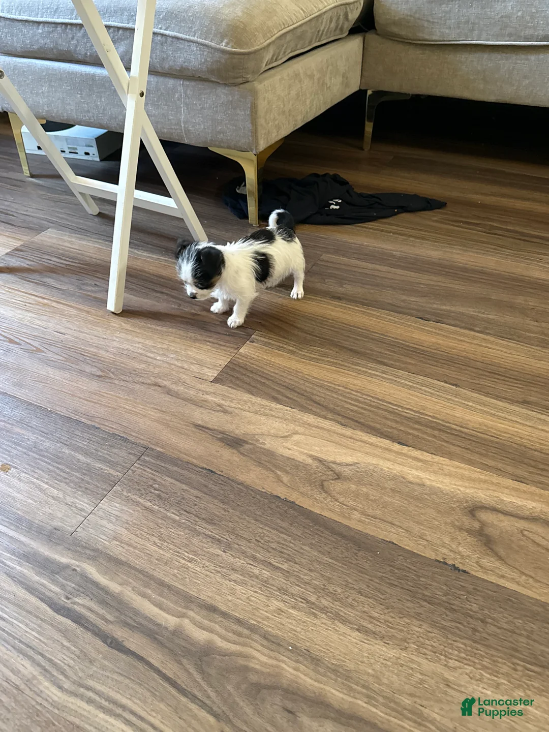 Mixed Breed dogs for sale: Mixed Breed Puppy 1 - Ad 2