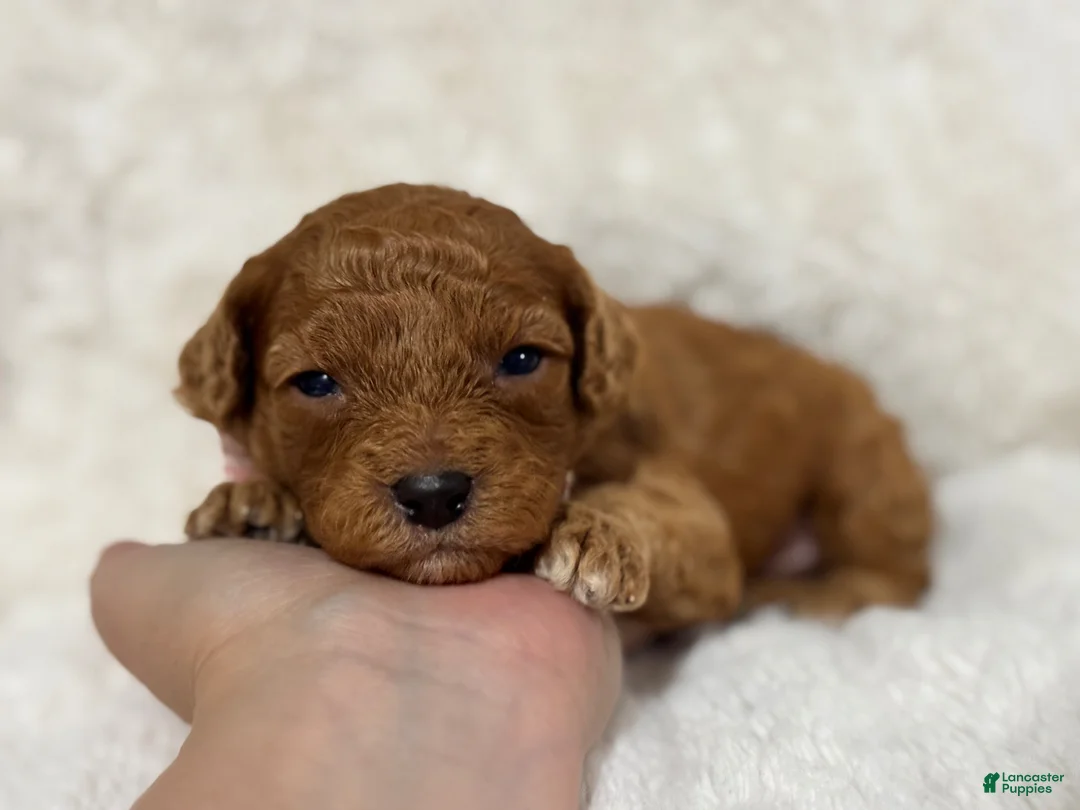 Cavapoo dogs for sale: Archie - Ad 2