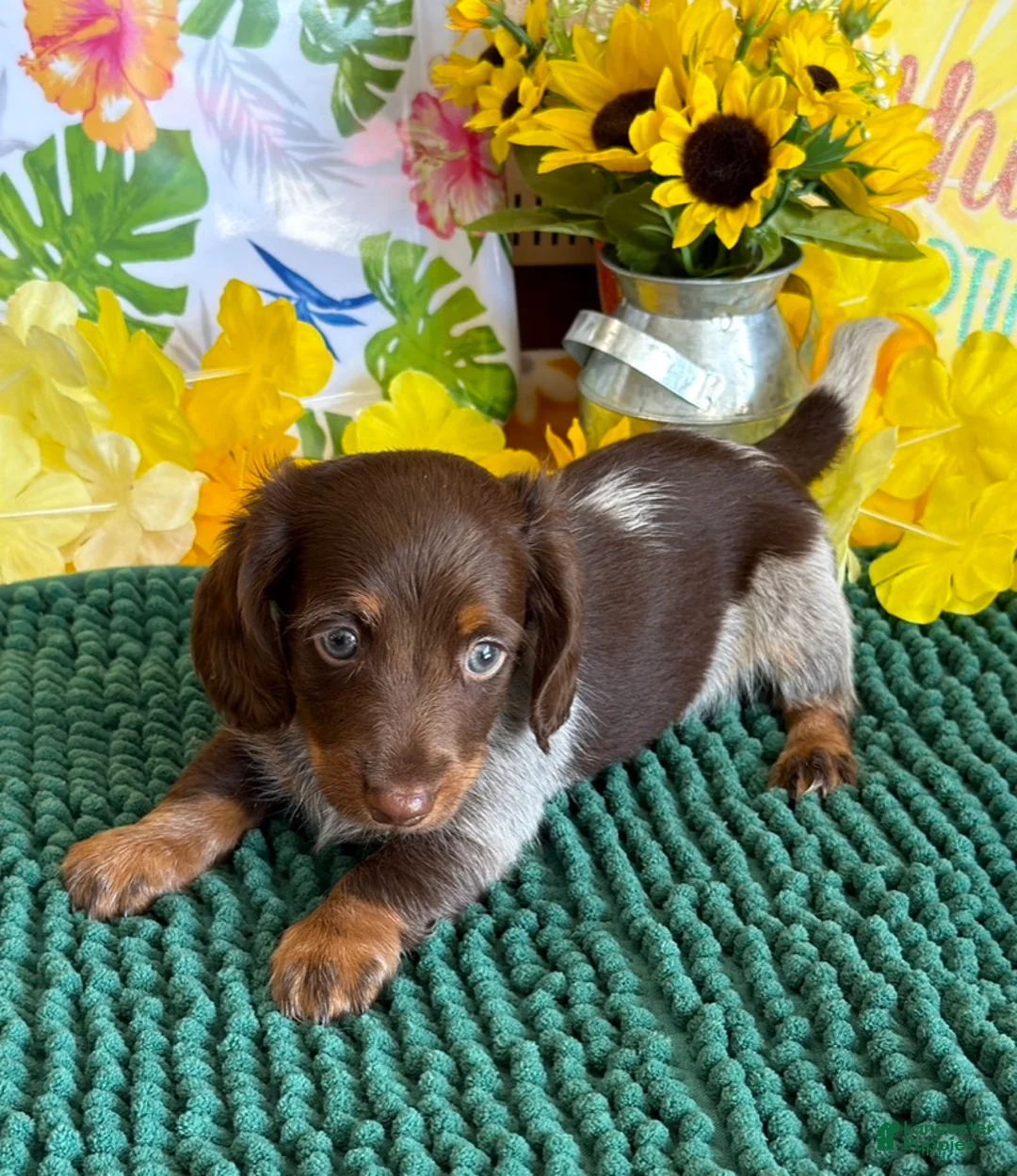 Miniature Dachshund dogs for sale: Jace - Ad 1