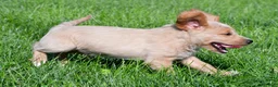 Labradoodle dogs for sale: Diesel - Ad 9