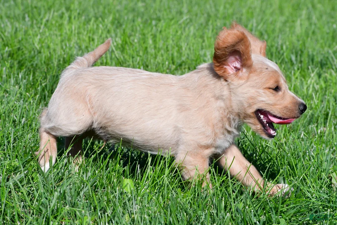 Labradoodle dogs for sale: Diesel - Ad 9