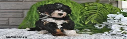 Mini Bernedoodle dogs for sale: Twilight - Ad 2