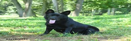 German Shepherd dogs for sale: Beethoven - Ad 4