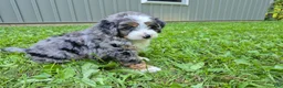 Bernedoodle dogs for sale: Rex  - Ad 3