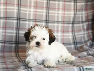 Mixed Breed dogs Quest - Ad 23