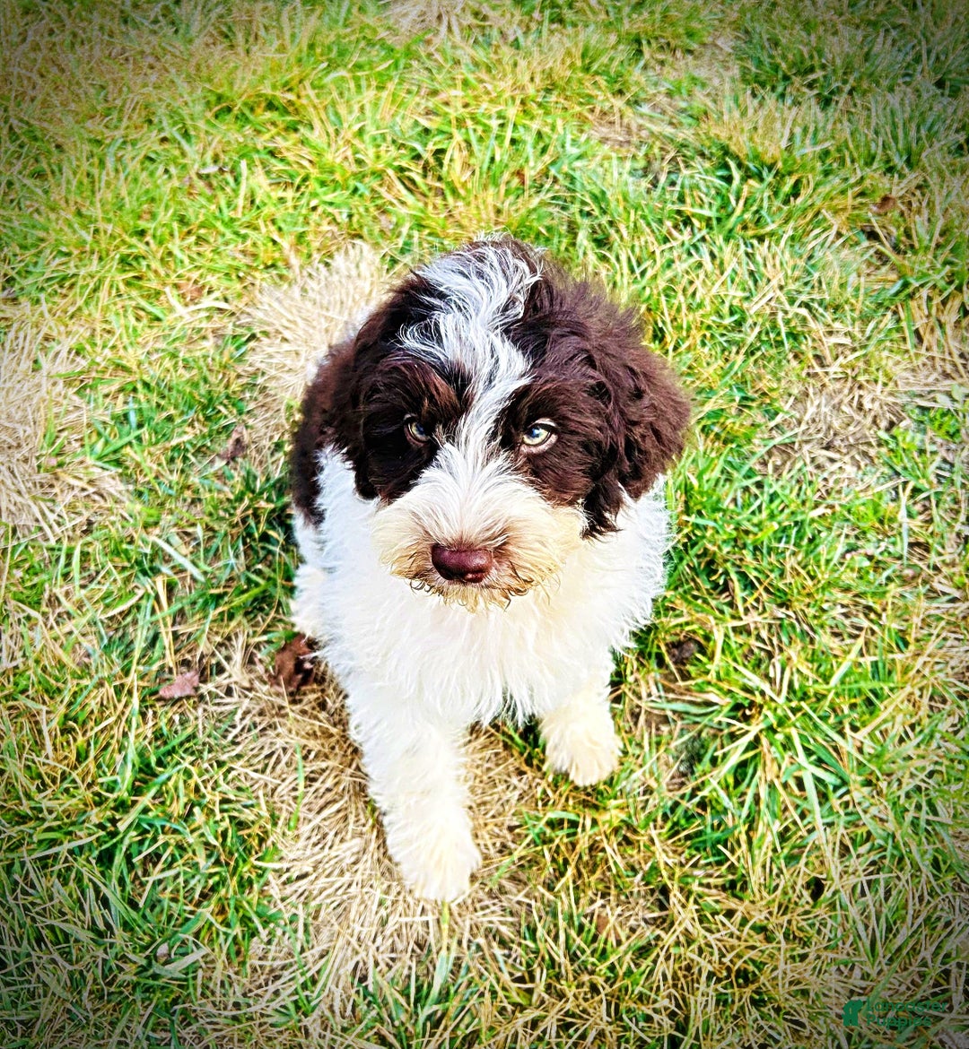 Havapoo dogs for sale: Priscilla - Ad 10