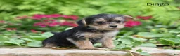 Morkie dogs for sale: Bingo - Ad 5