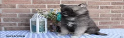 Pomsky dogs for sale: Paul - Ad 4